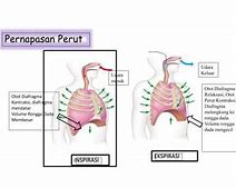 1 Pipa Besar Dalam Sistem Pernapasan Yang Diliputi Cincin Cincin Kartilago Adalah