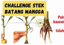 Stek Mangga Dengan Lidah Buaya